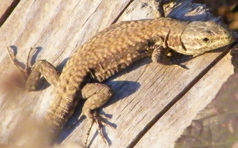 giovane Podarcis muralis